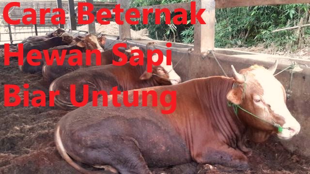 Cara Beternak Hewan Sapi Biar Untung